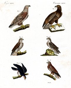 Verschillende soorten roofvogels door German School