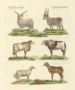 Verschillende soorten schapen