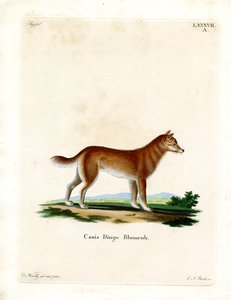 Dingo door German School