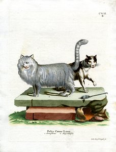 Huiskat