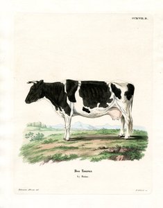 Huisvee