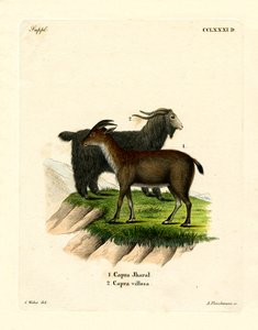 Huigeit
