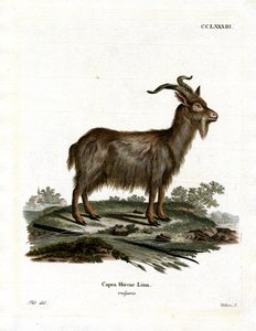 Huigeit (gekleurde gravure)