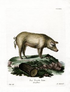 Huishoudvarken