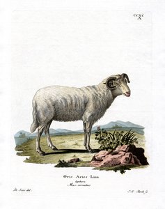 Huisschaap