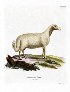 Tamme Schaap