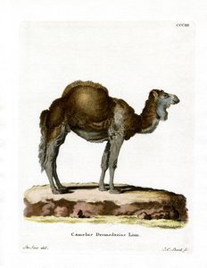 Dromedaris
