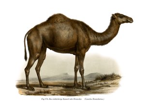 Dromedaris