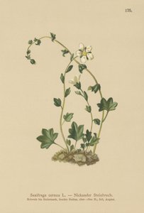 Hangende steenbreek (Saxifraga cernua)