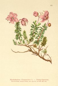 Dwergalpenroos