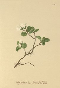 Dwergwilg (Salix herbacea)