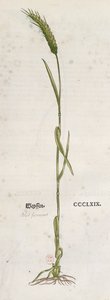 Aar van tarwe, uit Het Herbarium door Leonhart Fuchs (1501-66), gepubliceerd in Basel, 1555 (kleurgravure) door German School