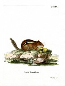 Oostelijke Amerikaanse chipmunk