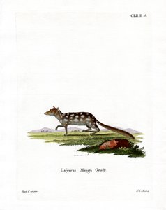 Oostelijke Quoll