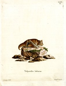 Oostelijke Rode Vleermuis