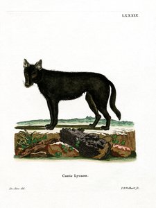 Oostelijke Houtwolf