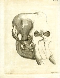 Olifantschedel