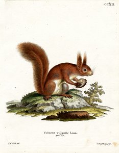 Eekhoorn