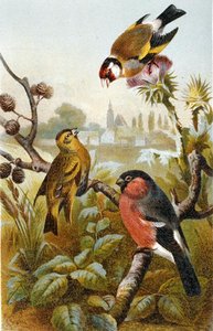 Europese distelvink, Icterine Buulbuul en Euraziatische Goudvink, plaat uit "Brehms Tierleben: Allgemeine Kunde des Tierreichs", deel 4, p. 57, uitgegeven door Bibliographisches Institut door German School