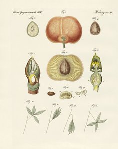 Evolutie en voortplanting van planten en slaap van de bladeren