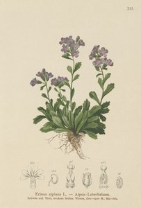 Feeënvingerhoedskruid