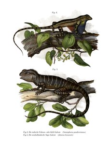 Waaiersalamander