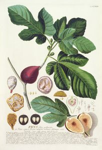 Vijg, gegraveerd door Johann Jakob Haid (1704-67) plaat 73 uit een botanisch boek, uitgegeven door Augustus Vind