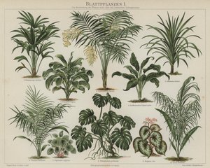 Bladplanten door German School