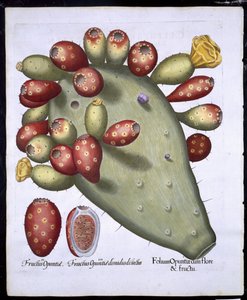 Folium Opuntia uit Hortus Eystettensis door German School