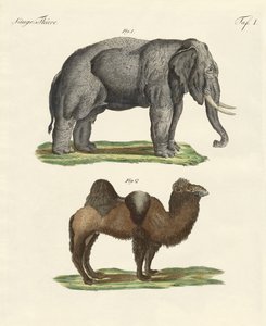 Vierpotige dieren