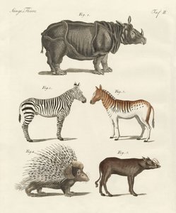 Viervoetige dieren door German School