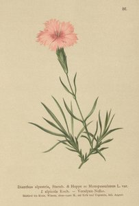 Fringed Anjer