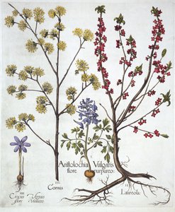 Helmbloem, Peperboompje, Kornoelje en Lentekrokus, uit Hortus Eystettensis, door Basil Besler, 1613 door German School