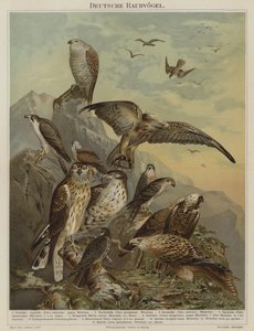 Duitse roofvogels (kleur litho) door German School