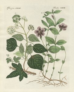Duitse groenblijvende plant door German School
