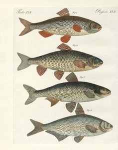Duitse riviervissen
