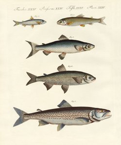 Duitse riviervissen