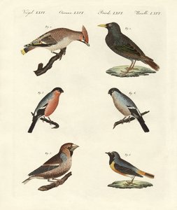 Duitse zangvogels