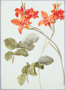 Gladiolen en rozenbladeren, c.1790