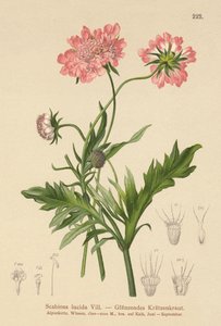 Glanzende Scabiosa door German School