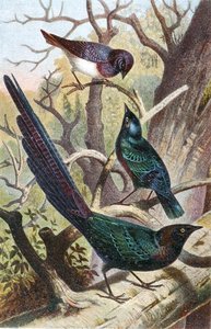 Glanzende Spreeuwen, plaat uit "Brehms Tierleben: Allgemeine Kunde des Tierreichs", vol 4, p. 392, uitgegeven door Bibliographisches Institut