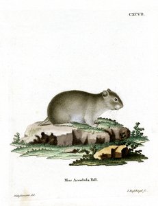 Grijze Dwerg Hamster door German School