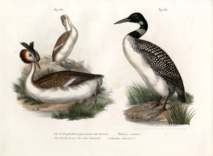Fuut, 1864