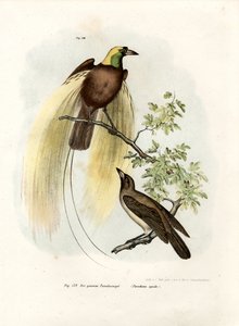 Grote Paradijsvogel, 1864