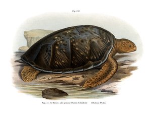 Groene Schildpad