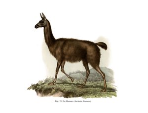 Guanaco door German School