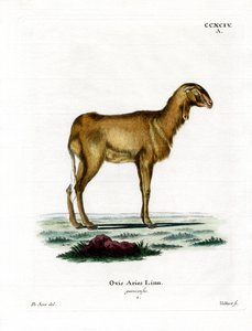 Guinees schaap door German School