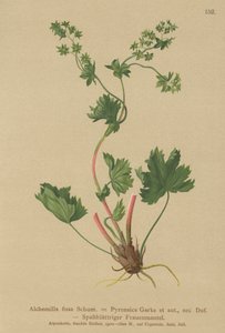 Kale Vrouwenmantel