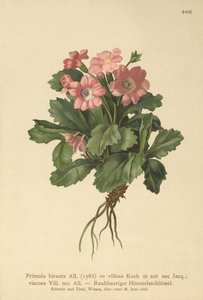 Haarige Sleutelbloem (Primula hirsuta) door German School