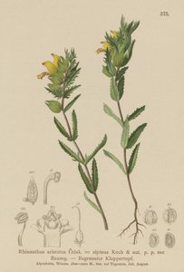Haarige Gele Ratelaar (Rhinanthus aristatus, Rhinanthus alpinus)